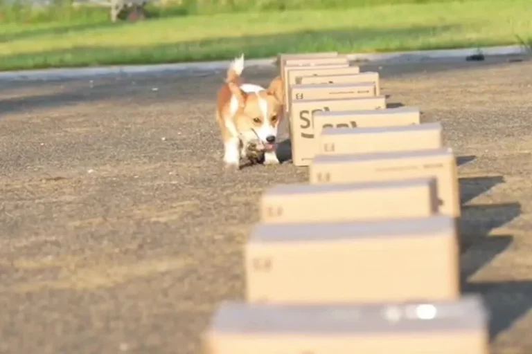 El corgi que se convirtió en perro policía