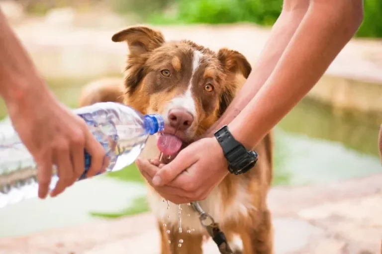 Verano seguro: cuidados esenciales para tus mascotas en el calor