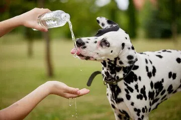 ¿Tu perro o gato toma suficiente agua? Lo que deberías saber