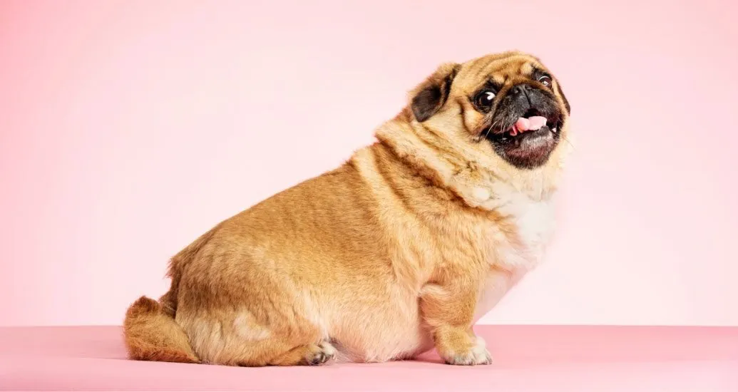 ¿Tu mascota tiene kilos de más? Podría no ser tan evidente
