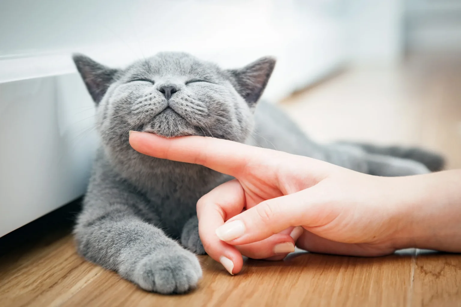 ¿El ronroneo de tu gato es su huella digital?