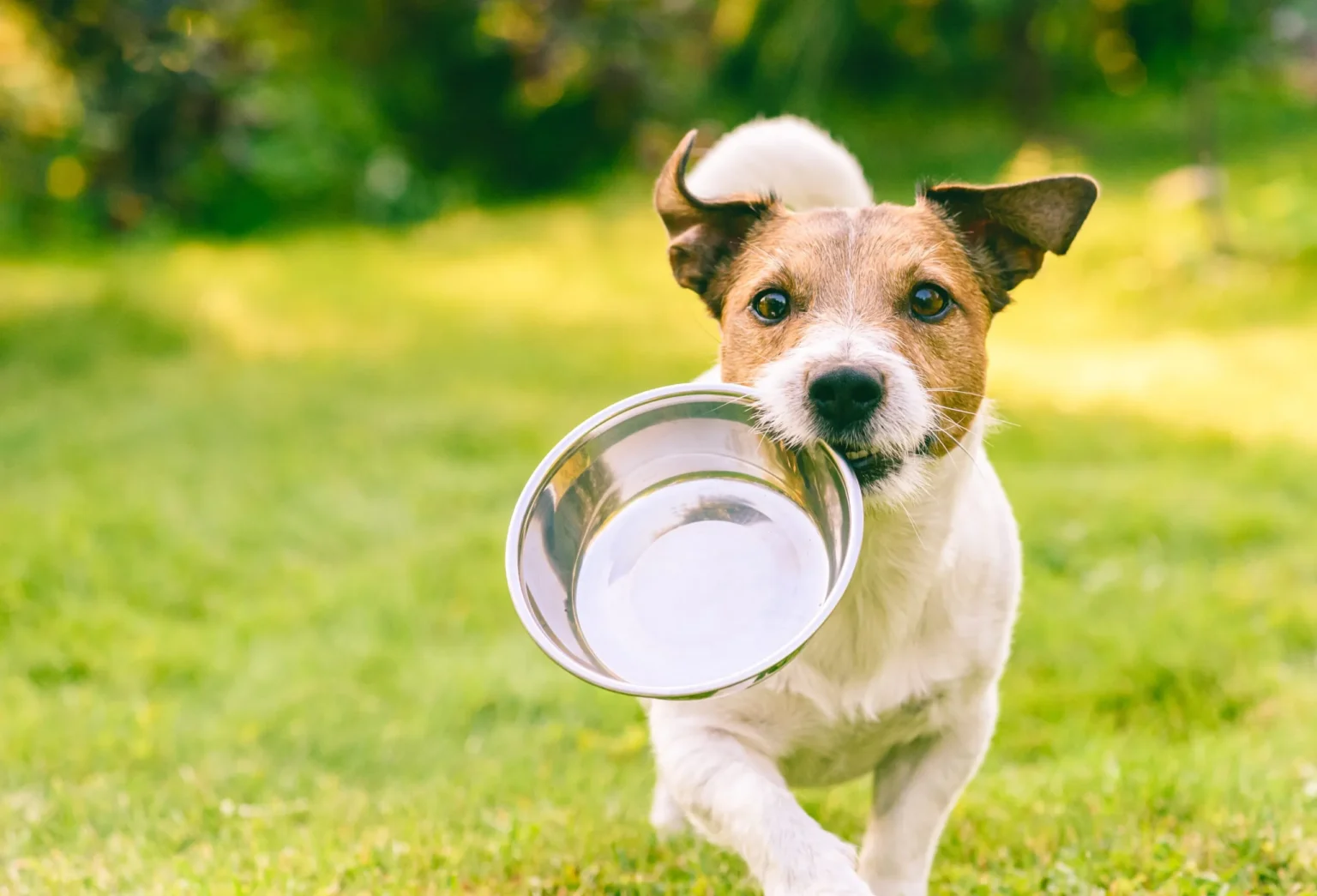 Sostenibilidad en la Alimentación para Mascotas: Un Compromiso Real, No una Moda