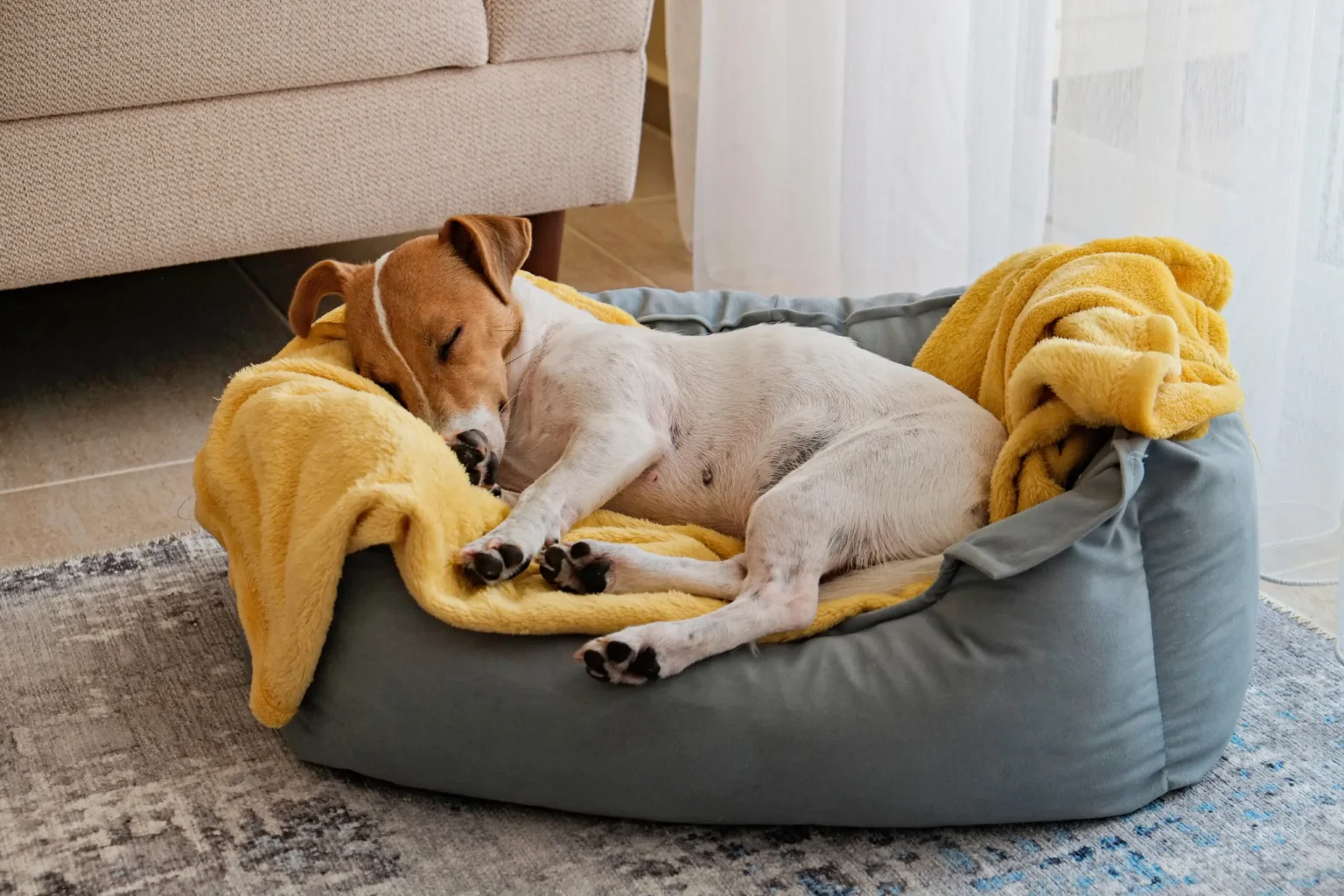 Dormir bien también es parte del cuidado: el descanso como pilar de la salud canina