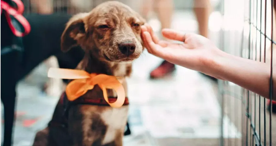 En Argentina crece la adopción de perros y gatos: datos que inspiran