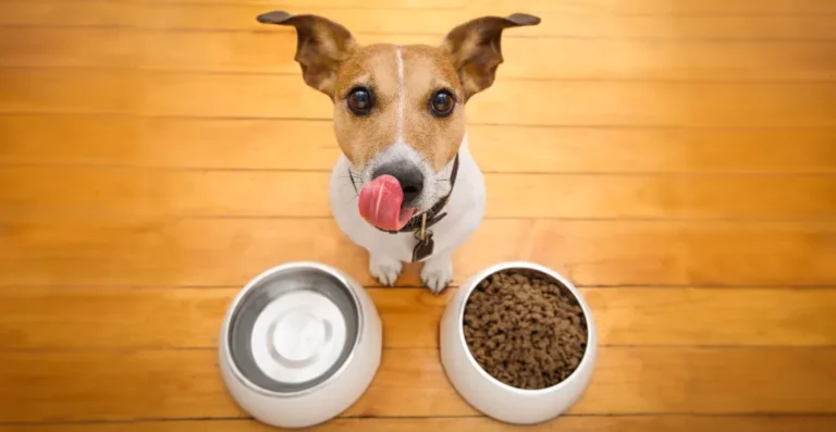 Alimentación según el estilo de vida de tu mascota