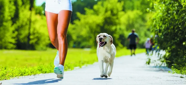 Movimiento diario: el secreto alargado de vida para tu perro
