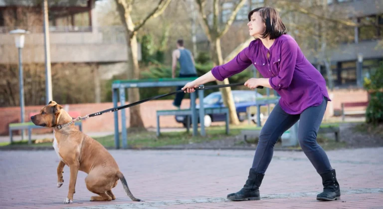 ¿Tu perro tira mucho de la correa? Claves para un paseo más tranquilo
