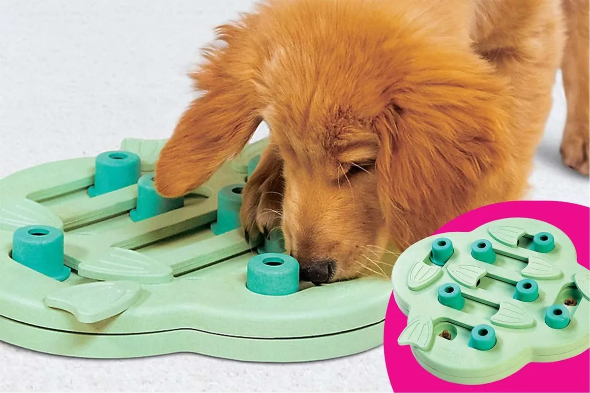 Los juguetes que entrenan la mente de tu mascota (y no solo la entretienen)