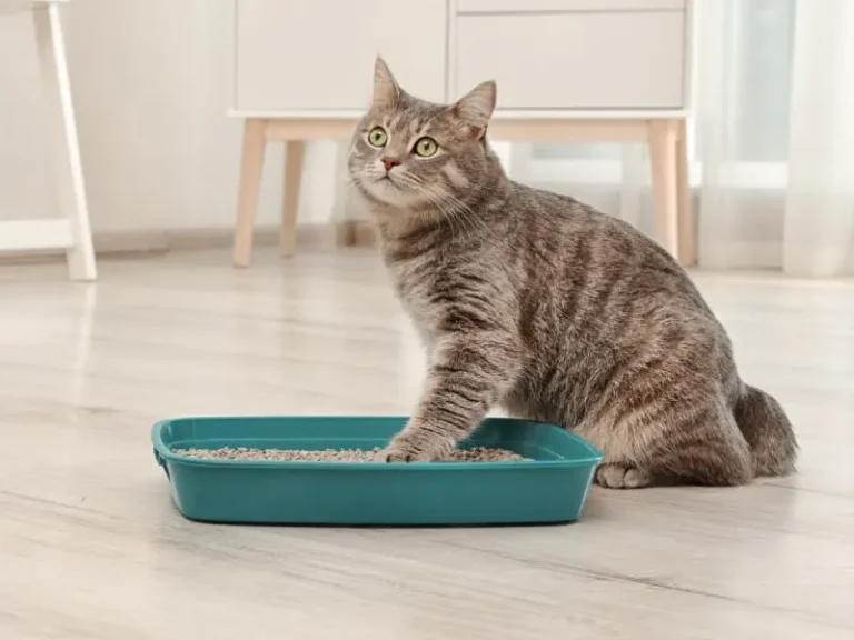 ¿El arenero de tu gato podría dar pistas sobre su salud?