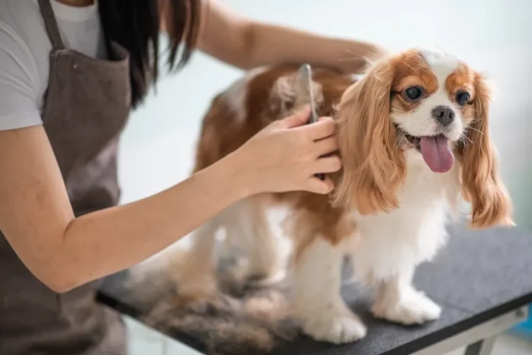 Tendencia 2026: cuidado dermatológico y grooming especializado en aumento
