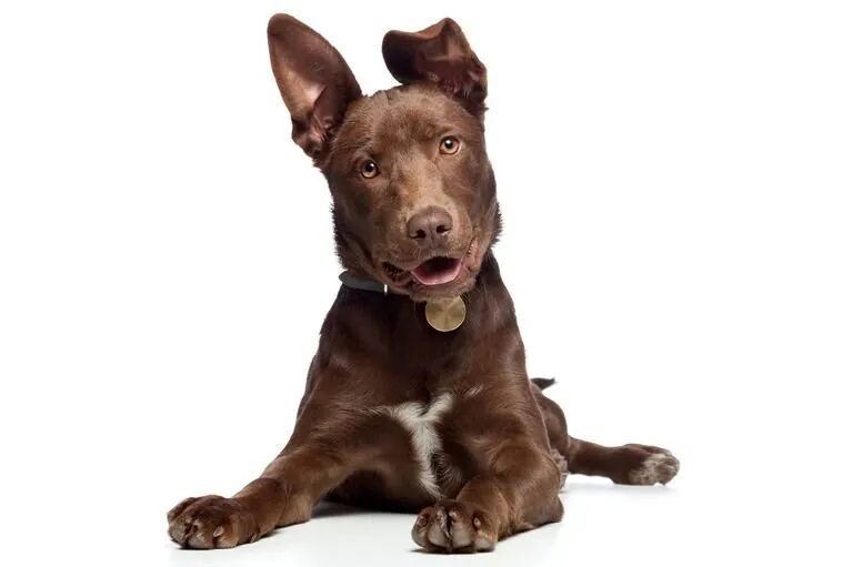 ¿Qué dicen los estudios sobre el comportamiento de los perros y cómo interpretarlo mejor?