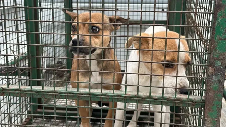 Leyes y derechos animales: ¿qué puede cambiar en Argentina en 2026?