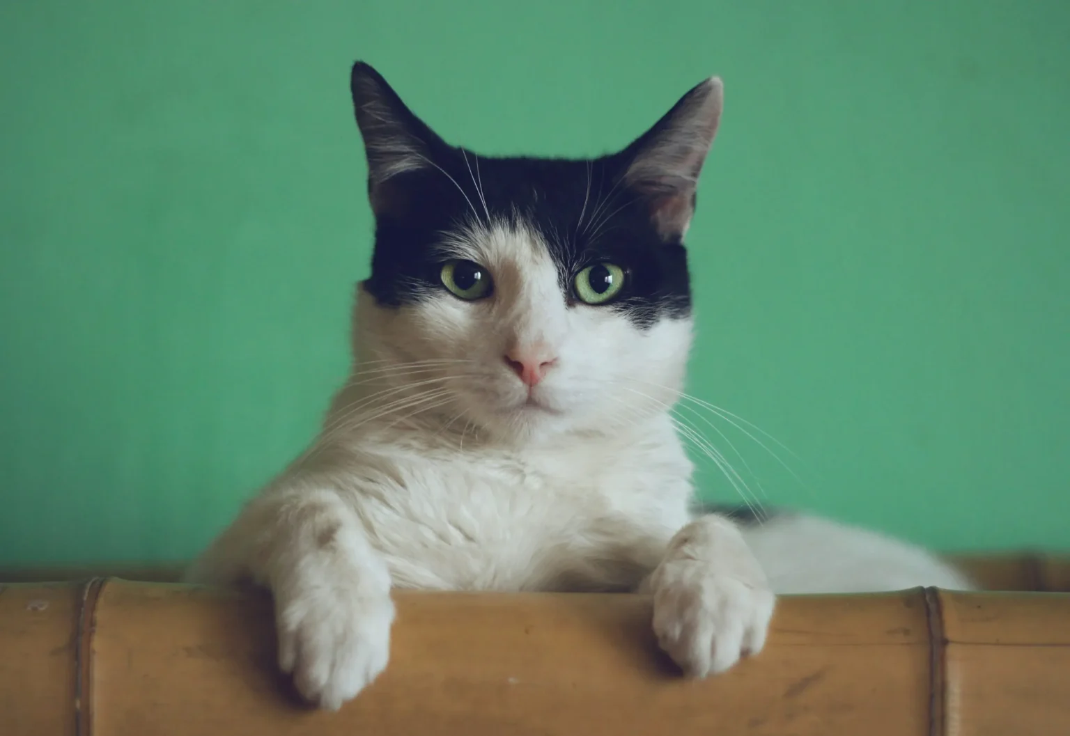 Mitos sobre los gatos que todos creemos… pero no son verdad