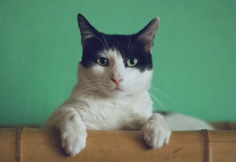 Mitos sobre los gatos que todos creemos… pero no son verdad