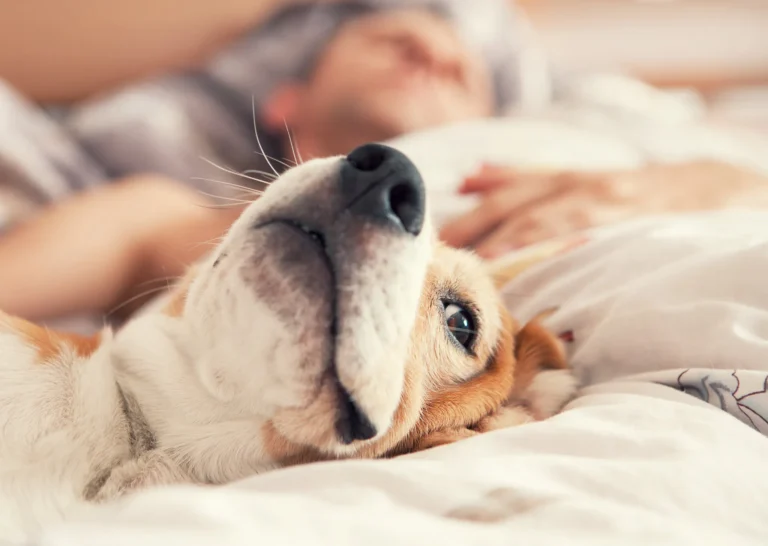 ¿Está bien que tu perro duerma en tu cama?