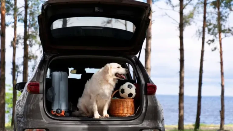Viajes con mascotas en verano: documentación y seguridad para tus aventuras